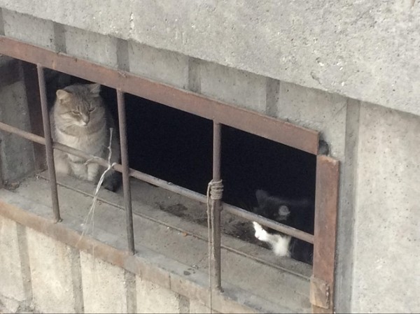 В Челябинске ТСЖ «Тема» «кошмарит» пенсионерку В Челябинске ТСЖ «Тема» «кошмарит» пенсионерку