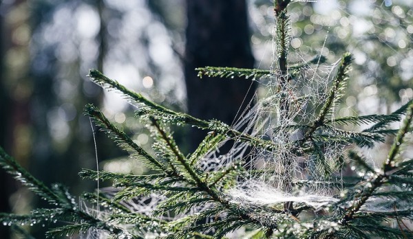 Парусник в лесу. Житель Челябинской области поделился красивыми фотографиями паутины Парусник в лесу. Житель Челябинской области поделился красивыми фотографиями паутины