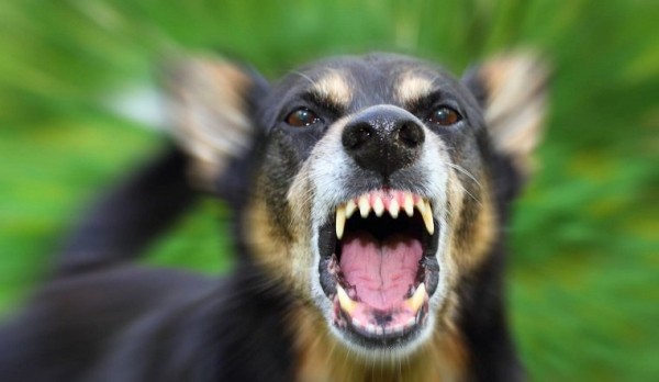 Опасная зона. Карантин по бешенству введен на Южном Урале