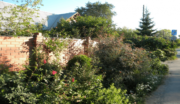 Райский сад на Урале. Селекционер из Челябинска выращивает экзотические растения Райский сад на Урале. Селекционер из Челябинска выращивает экзотические растения