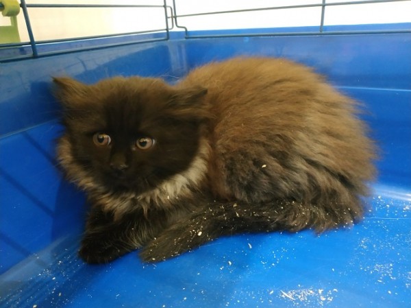 В Челябинске ТСЖ «Тема» «кошмарит» пенсионерку В Челябинске ТСЖ «Тема» «кошмарит» пенсионерку