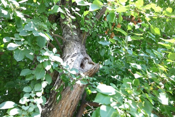 В Челябинске на месте бывшего тубдиспансера возникнет прогулочная зона В Челябинске на месте бывшего тубдиспансера возникнет прогулочная зона