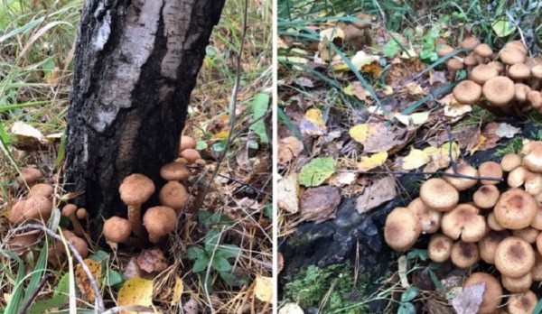 Грибной рай на Урале. Чтобы достать ценные экземпляры понадобится стремянка