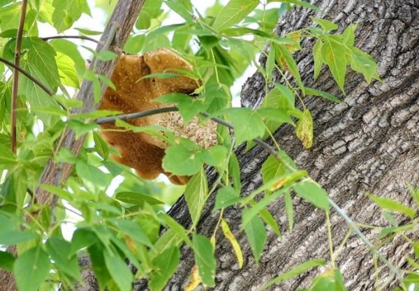 В Челябинске на месте бывшего тубдиспансера возникнет прогулочная зона В Челябинске на месте бывшего тубдиспансера возникнет прогулочная зона