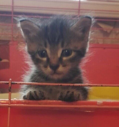 В Челябинске ТСЖ «Тема» «кошмарит» пенсионерку В Челябинске ТСЖ «Тема» «кошмарит» пенсионерку