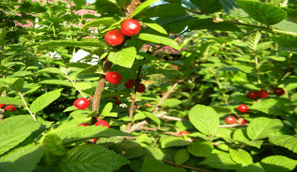 Райский сад на Урале. Селекционер из Челябинска выращивает экзотические растения Райский сад на Урале. Селекционер из Челябинска выращивает экзотические растения