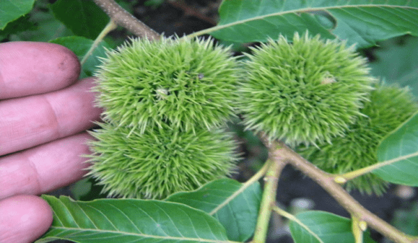Райский сад на Урале. Селекционер из Челябинска выращивает экзотические растения Райский сад на Урале. Селекционер из Челябинска выращивает экзотические растения