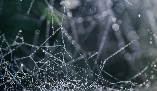 Парусник в лесу. Житель Челябинской области поделился красивыми фотографиями паутины Парусник в лесу. Житель Челябинской области поделился красивыми фотографиями паутины