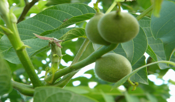 Райский сад на Урале. Селекционер из Челябинска выращивает экзотические растения Райский сад на Урале. Селекционер из Челябинска выращивает экзотические растения