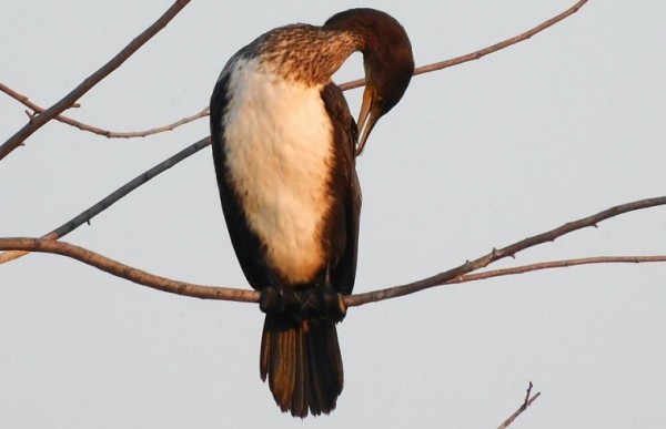 Рыбные короли. Бакланы прилетели в Челябинскую область