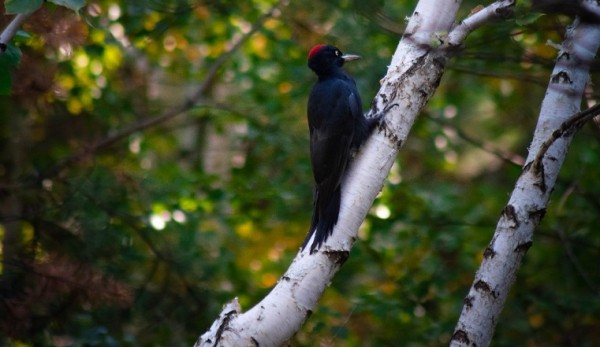 Само совершенство. Птицу, приносящую удачу, сфотографировали на Южном Урале Само совершенство. Птицу, приносящую удачу, сфотографировали на Южном Урале