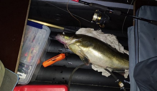 Любит карамельки. Гигантскую прожорливую рыбу поймали на Урале Любит карамельки. Гигантскую прожорливую рыбу поймали на Урале