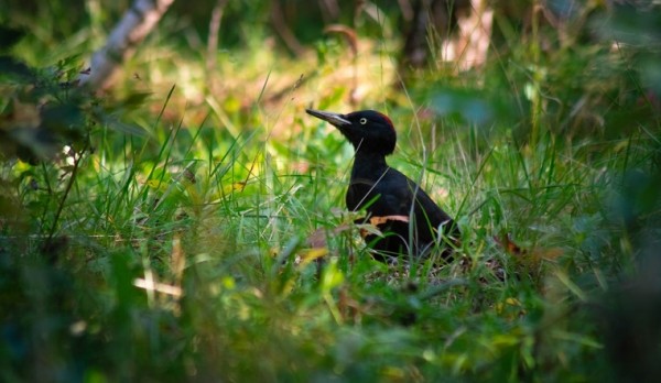 Само совершенство. Птицу, приносящую удачу, сфотографировали на Южном Урале Само совершенство. Птицу, приносящую удачу, сфотографировали на Южном Урале