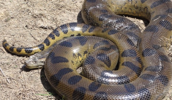 Гостья из тропиков. В челябинском зоопарке появилась самая большая в мире змея Гостья из тропиков. В челябинском зоопарке появилась самая большая в мире змея