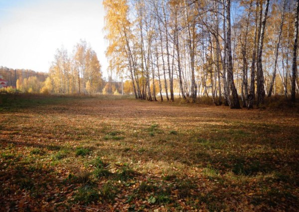 В Челябинске появится площадка для выгула и дрессировки собак