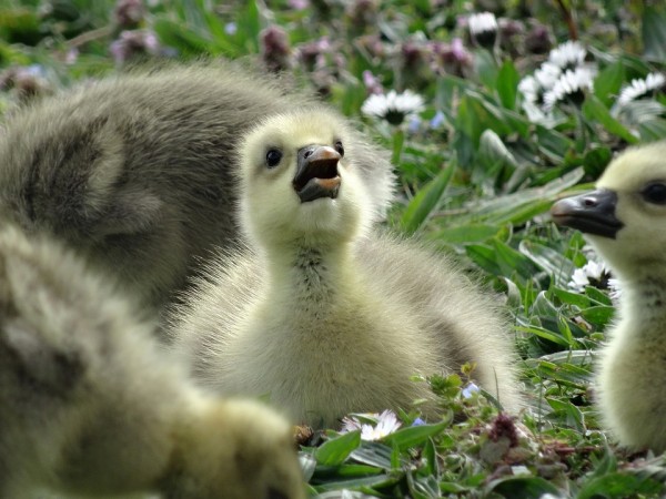 Куда сводить детей в выходные в Челябинске Куда сводить детей в выходные в Челябинске