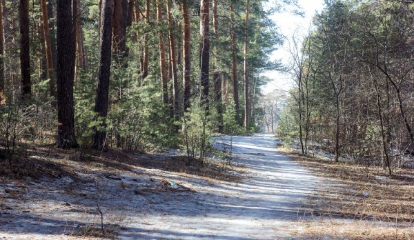 Судьба памятника природы. В Законодательном собрании Челябинска обсудили состояние городского бора