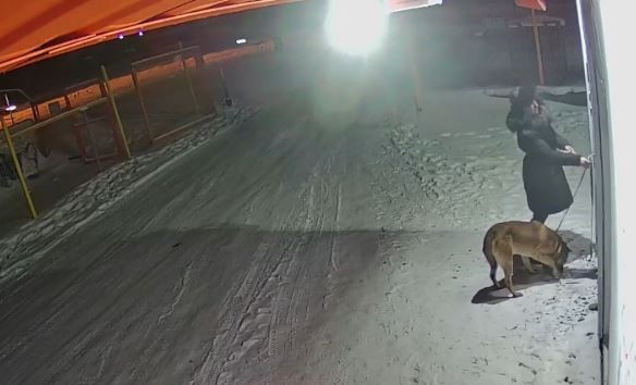 В Челябинске хозяйка бросила собаку у клиники с просьбой усыпить В Челябинске хозяйка бросила собаку у клиники с просьбой усыпить