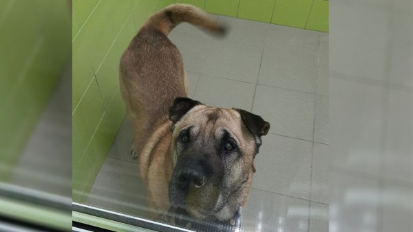 «Усыпите его». В Челябинске женщина предательски оставила свою собаку ночью на морозе «Усыпите его». В Челябинске женщина предательски оставила свою собаку ночью на морозе