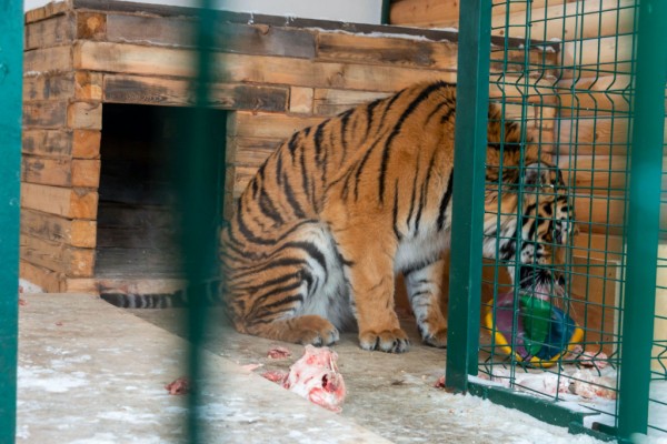 Представители «Гранада Пресс» и клуба «Челбаскет» покормили хищников Представители «Гранада Пресс» и клуба «Челбаскет» покормили хищников
