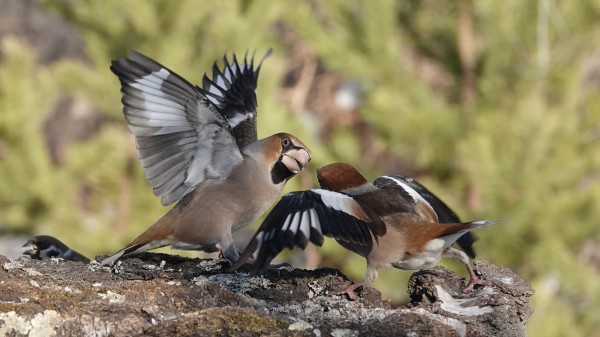 Стальной клюв. На Южном Урале сфотографировали удивительных птиц