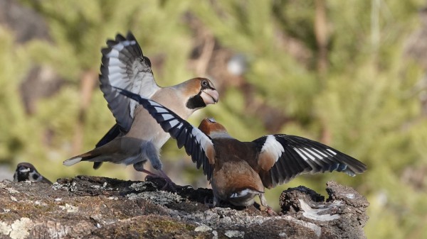Стальной клюв. На Южном Урале сфотографировали удивительных птиц
