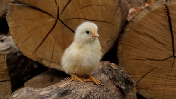 Переедут в новый дом: многодетная семья на Южном Урале получила жилищную субсидию Переедут в новый дом: многодетная семья на Южном Урале получила жилищную субсидию