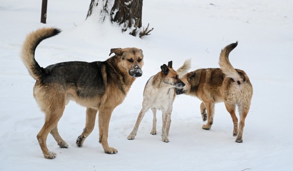 Челябинцы с размахом отметят Международный день театра Челябинцы с размахом отметят Международный день театра