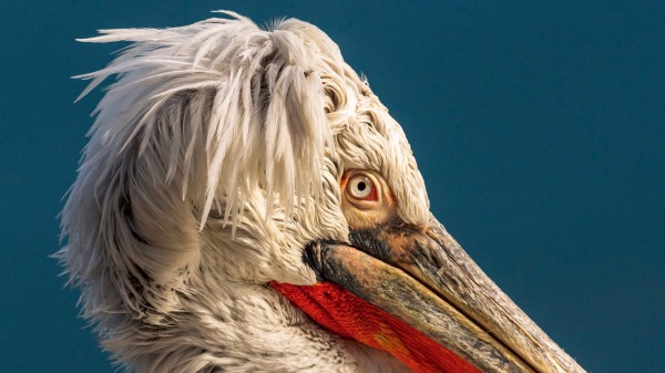 Они кудрявые: в Челябинскую область прилетели редкие пеликаны ВИДЕО Они кудрявые: в Челябинскую область прилетели редкие пеликаны ВИДЕО