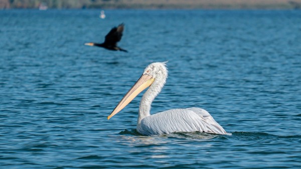 Они кудрявые: в Челябинскую область прилетели редкие пеликаны ВИДЕО Они кудрявые: в Челябинскую область прилетели редкие пеликаны ВИДЕО