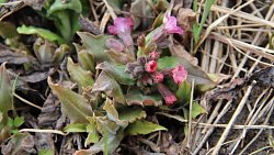 На Таганае расцвели первоцветы На Таганае расцвели первоцветы