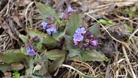 На Таганае расцвели первоцветы На Таганае расцвели первоцветы