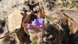 На Таганае расцвели первоцветы На Таганае расцвели первоцветы