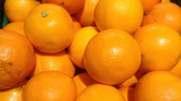 Паразиты с хоботками: в Челябинской области обнаружили зараженные апельсины Паразиты с хоботками: в Челябинской области обнаружили зараженные апельсины