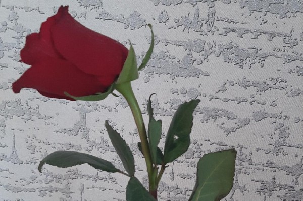 Флешмоб с романтическим письмом запустили на Южном Урале Флешмоб с романтическим письмом запустили на Южном Урале