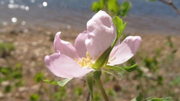 Природные аномалии: на Урале зацвели «дикие розы» Природные аномалии: на Урале зацвели «дикие розы»