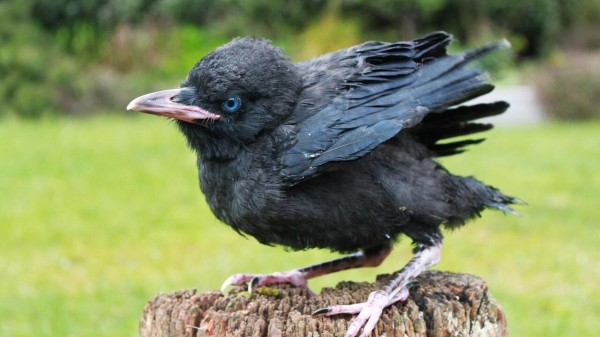 Напугали малышей: вороны атаковали детский сад в Челябинской области Напугали малышей: вороны атаковали детский сад в Челябинской области