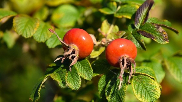 Природные аномалии: на Урале зацвели «дикие розы» Природные аномалии: на Урале зацвели «дикие розы»