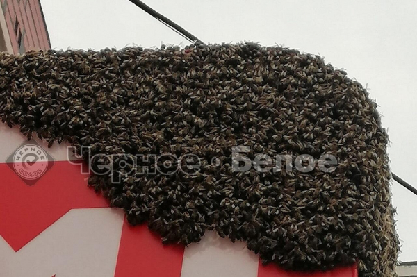 Как медом намазано: пчелы оккупировали вывеску магазина на Южном Урале Как медом намазано: пчелы оккупировали вывеску магазина на Южном Урале