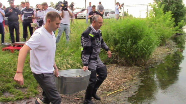 Поможет очистить от водорослей: в Шершневское водохранилище выпустили 1,5 тонны рыбы
