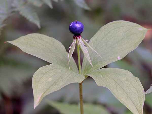 Ядовитые ягоды. Первая помощь при отравлении, 6 важных правил Ядовитые ягоды. Первая помощь при отравлении, 6 важных правил