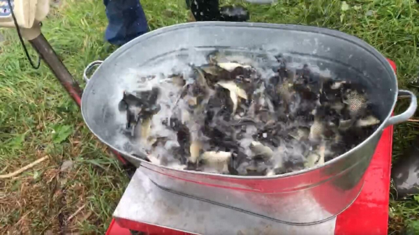 Поможет очистить от водорослей: в Шершневское водохранилище выпустили 1,5 тонны рыбы