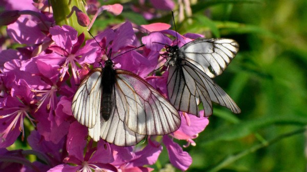 Пошла жара: погода в Челябинске удивит высокой температурой