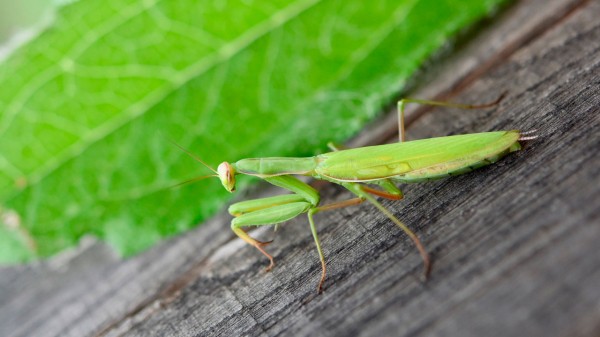 Нашествие богомолов наблюдается в Челябинской области