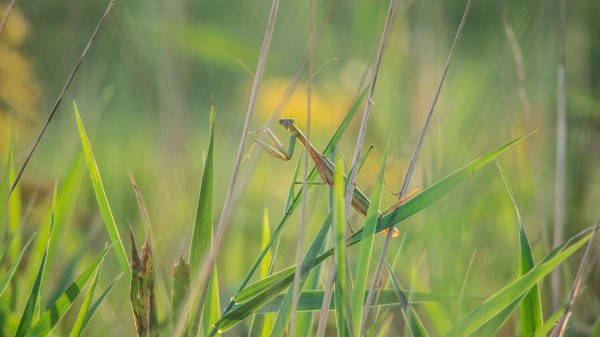 Нашествие богомолов наблюдается в Челябинской области