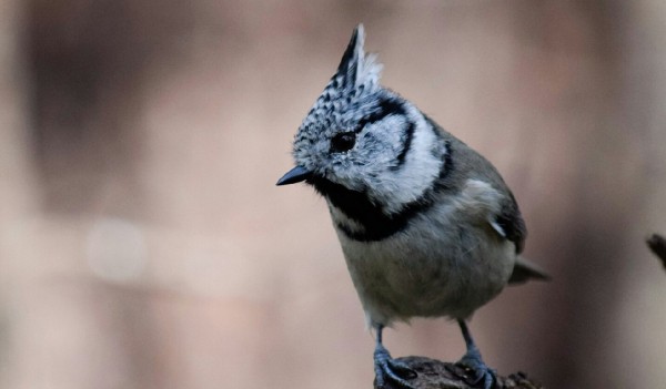 В Челябинской области сфотографировали скрытных птиц с хохолками