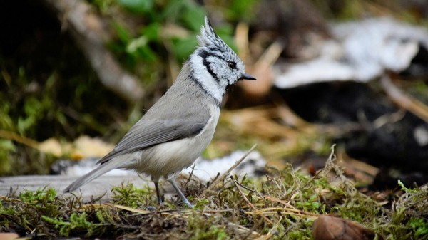 В Челябинской области сфотографировали скрытных птиц с хохолками