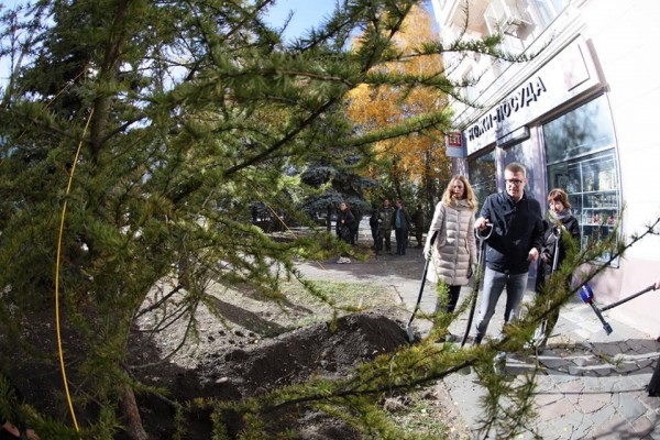 В центре Челябинска посадили четыре молодые даурские лиственницы