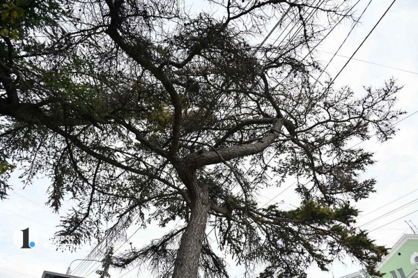 В Челябинске высадили новые даурские лиственницы
