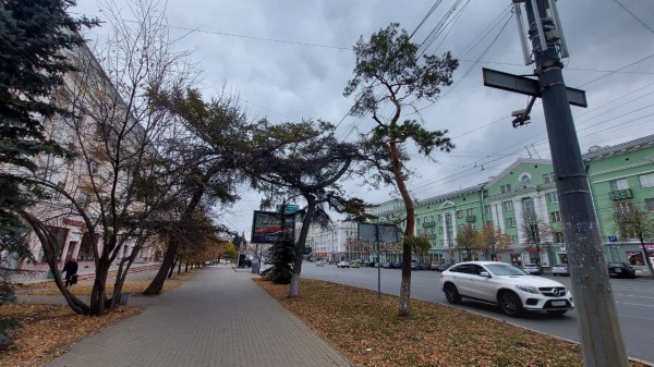 В Челябинске высадили новые даурские лиственницы